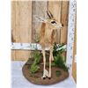 Image 2 : African Steenbok Full Body Taxidermy Mount