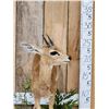 Image 3 : African Steenbok Full Body Taxidermy Mount