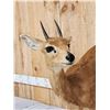 Image 4 : African Steenbok Full Body Taxidermy Mount
