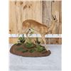 Image 6 : African Steenbok Full Body Taxidermy Mount