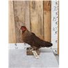 Image 1 : Farm Chicken Full Body Taxidermy Mount
