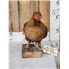 Image 3 : Farm Chicken Full Body Taxidermy Mount