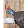 Image 2 : Helmeted Guinea Gowl Full Body Bird Taxidermy