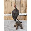 Image 3 : Helmeted Guinea Gowl Full Body Bird Taxidermy