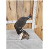 Image 4 : Helmeted Guinea Gowl Full Body Bird Taxidermy