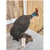 Image 5 : Helmeted Guinea Gowl Full Body Bird Taxidermy