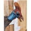 Image 6 : Helmeted Guinea Gowl Full Body Bird Taxidermy