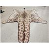 Image 3 : Big Giraffe Rug Taxidermy