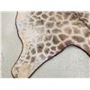 Image 4 : Big Giraffe Rug Taxidermy