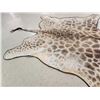 Image 5 : Big Giraffe Rug Taxidermy