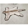 Image 5 : Mountain Lion Cougar Rug Taxidermy