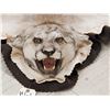 Image 8 : Mountain Lion Cougar Rug Taxidermy