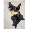 Image 10 : Black Bear Rug Taxidermy