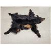 Image 2 : Black Bear Rug Taxidermy