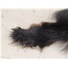 Image 4 : Black Bear Rug Taxidermy