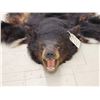 Image 8 : Black Bear Rug Taxidermy