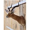 Image 3 : African Impala Shoulder Mount Taxidermy