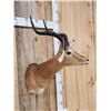 Image 4 : African Impala Shoulder Mount Taxidermy