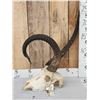 Image 2 : FREAK African Waterbuck Skull Taxidermy