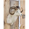 Image 2 : Alaskan Dall Sheep Shoulder Mount Taxidermy