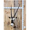 Image 1 : African Gemsbok Shoulder Mount Taxidermy