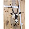 Image 2 : African Gemsbok Shoulder Mount Taxidermy