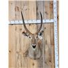Image 1 : African Waterbuck Shoulder Mount Taxidermy