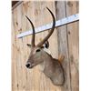 Image 2 : African Waterbuck Shoulder Mount Taxidermy