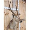 Image 3 : African Waterbuck Shoulder Mount Taxidermy