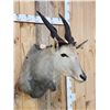 Image 2 : African Eland Shoulder Mount Taxidermy
