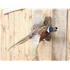 Image 2 : Pheasant In Flight Bird Taxidermy