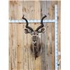 Image 1 : African Kudu Shoulder Mount Taxidermy