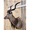 Image 3 : African Kudu Shoulder Mount Taxidermy