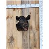 Image 1 : Wild Boar Hog Shoulder Mount Taxidermy
