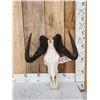 Image 1 : African Black Wildebeest Skull Taxidermy