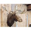 Image 2 : GIANT 71" Wide Vintage Alaskan Moose Shoulder Mount Taxidermy