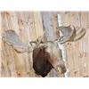 Image 6 : GIANT 71" Wide Vintage Alaskan Moose Shoulder Mount Taxidermy