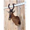 Image 2 : African Red Hartebeest Shoulder Mount Taxidermy