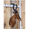 Image 3 : African Red Hartebeest Shoulder Mount Taxidermy