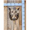 Image 1 : African Bush Pig Shoulder Mount Taxidermy