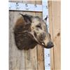 Image 2 : African Bush Pig Shoulder Mount Taxidermy
