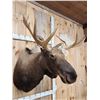 Image 2 : Newfoundland Moose Shoulder Mount Taxidermy