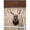 Image 3 : Newfoundland Moose Shoulder Mount Taxidermy