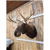 Image 4 : Newfoundland Moose Shoulder Mount Taxidermy