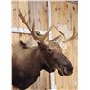 Image 7 : Newfoundland Moose Shoulder Mount Taxidermy