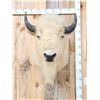 Image 2 : White American Bison Buffalo Shoulder Mount Taxidermy