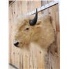 Image 3 : White American Bison Buffalo Shoulder Mount Taxidermy
