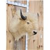 Image 4 : White American Bison Buffalo Shoulder Mount Taxidermy