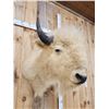 Image 5 : White American Bison Buffalo Shoulder Mount Taxidermy
