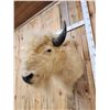 Image 6 : White American Bison Buffalo Shoulder Mount Taxidermy